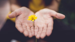 Two hands holding a yellow flower